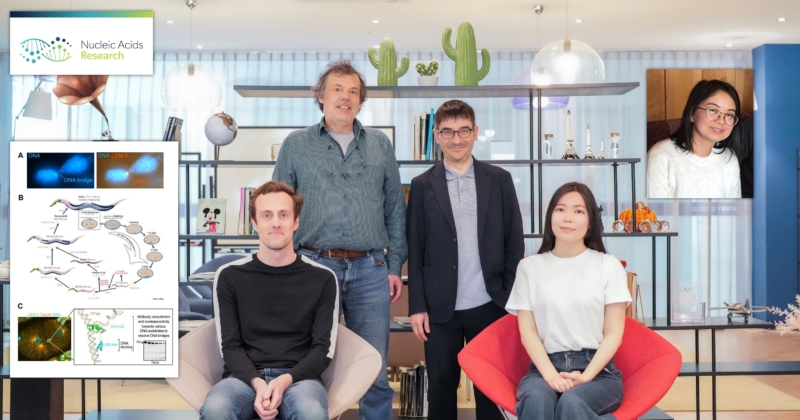 New Insights into Safe Cell Division: Key Protein as the Last Line of Defense Against DNA Bridges