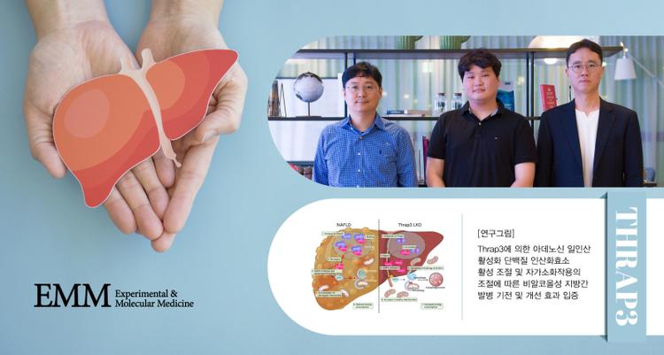 New Study Uncovers Potential Treatment for Non-Alcoholic Fatty Liver Disease